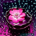 www.hamtaraneh.com