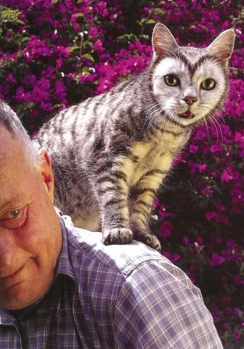 CHAT COULEURS